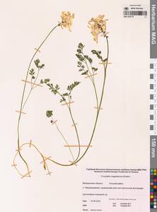 Хохлатка магаданская A.P.Khokhr., Сибирь, Чукотка и Камчатка (S7) (Россия)