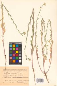 Икотник седой, Икотник серо-зеленый (L.) DC., Восточная Европа, Нижневолжский район (E9) (Россия)