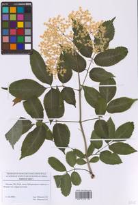 Бузина черная L., Восточная Европа, Московская область и Москва (E4a) (Россия)