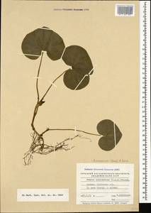 Asarum europaeum subsp. caucasicum (Duchartre) Soó, Кавказ, Ставропольский край, Карачаево-Черкесия, Кабардино-Балкария (K1b) (Россия)