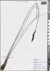 Anarthria gracilis R.Br., Австралия и Океания (AUSTR) (Австралия)