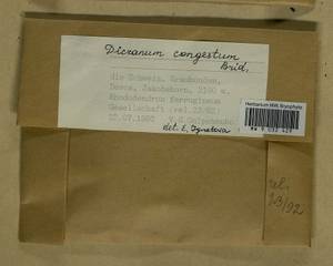 Dicranum flexicaule Brid., Гербарий мохообразных, Мхи - Западная Европа (BEu) (Швейцария)