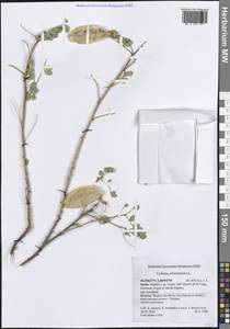 Пузырник древовидный L., Западная Европа (EUR) (Испания)