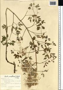 Ломонос чинолистный Besser ex Rchb., Восточная Европа, Центральный лесостепной район (E6) (Россия)