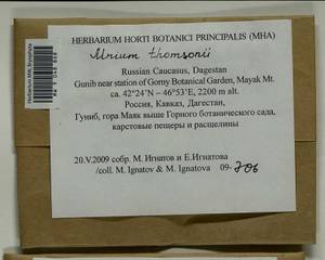 Mnium thomsonii Schimp., Гербарий мохообразных, Мхи - Северный Кавказ и Предкавказье (B12) (Россия)