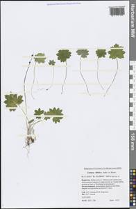 Primula matthioli subsp. sibirica (Andrz. ex Besser) Kovt., Сибирь, Прибайкалье и Забайкалье (S4) (Россия)