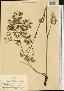 Oreoselinum nigrum Delarbre, Восточная Европа, Московская область и Москва (E4a) (Россия)