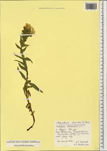 Гуния красивая (Willd. ex Roem. & Schult.) W. Greuter & Burdet, Кавказ, Дагестан (K2) (Россия)