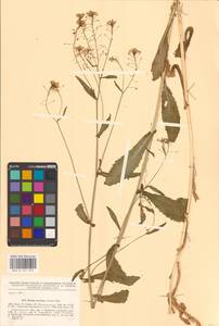 Жерушник австрийский (Crantz) Besser, Восточная Европа, Нижневолжский район (E9) (Россия)
