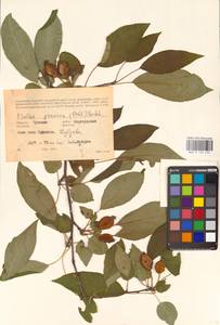 Яблоня лесная Mill., Восточная Европа, Средневолжский район (E8) (Россия)