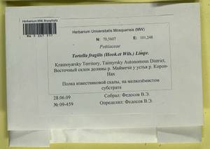 Tortella fragilis (Drumm.) Limpr., Гербарий мохообразных, Мхи - Красноярский край, Тыва и Хакасия (B17) (Россия)