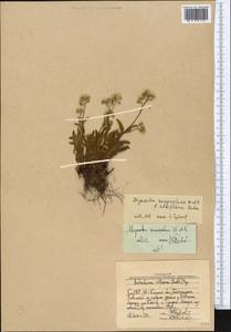Myosotis alpestris subsp. suaveolens (Waldst. & Kit. ex Willd.) Strid, Средняя Азия и Казахстан, Западный Тянь-Шань и Каратау (M3) (Узбекистан)
