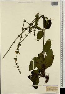 Salvia staminea Montbret & Aucher ex Benth., Кавказ, Турецкий Кавказ (K7) (Турция)