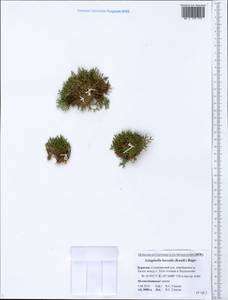 Boreoselaginella borealis (Kaulf.) Li Bing Zhang & X. M. Zhou, Сибирь, Прибайкалье и Забайкалье (S4) (Россия)