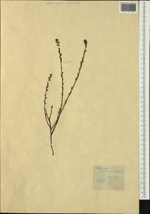 Phyllanthus hirtellus F.Muell. ex Müll.Arg., Австралия и Океания (AUSTR)