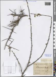 Rhamnus erythroxyloides subsp. erythroxyloides, Средняя Азия и Казахстан, Прикаспийский Устюрт и Северное Приаралье (M8) (Казахстан)
