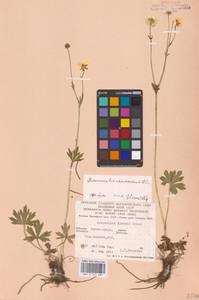 Ranunculus polyanthemos subsp. nemorosus (DC.) Schübl. & G.Martens, Восточная Европа, Западно-Украинский район (E13) (Украина)