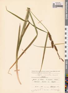 Осока пузыреватая Meinsh., Сибирь, Чукотка и Камчатка (S7) (Россия)