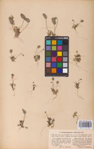 Ceratocephala orthoceras DC., Восточная Европа, Северо-Украинский район (E11) (Украина)