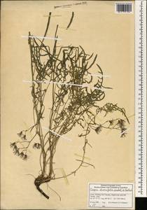 Юнгия тонколистная (Willd.) Sennikov, Зарубежная Азия (ASIA) (КНР)
