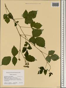 Ежевика сизая L., Крым (KRYM) (Россия)