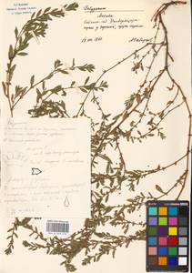 Спорыш, Восточная Европа, Московская область и Москва (E4a) (Россия)