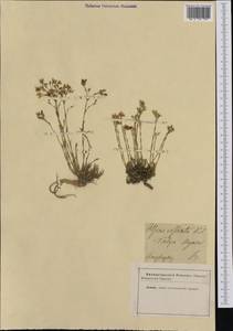 Cherleria laricifolia subsp. laricifolia, Западная Европа (EUR) (Неизвестно)