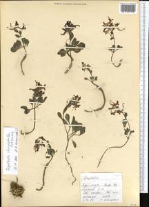 Corydalis chionophila, Средняя Азия и Казахстан, Копетдаг, Бадхыз, Малый и Большой Балхан (M1) (Туркмения)