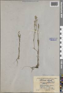 Петрорагия альпийская (Hablitz) P.W.Ball & Heywood, Средняя Азия и Казахстан, Западный Тянь-Шань и Каратау (M3) (Киргизия)