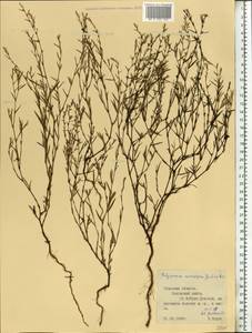 Спорыш птичий, Горец птичий  (Boreau) Berher, Восточная Европа, Центральный район (E4) (Россия)