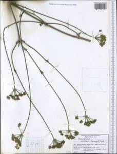 Xanthoselinum alsaticum subsp. venetum (Spreng.) Reduron, Charpin & Pimenov, Западная Европа (EUR) (Италия)