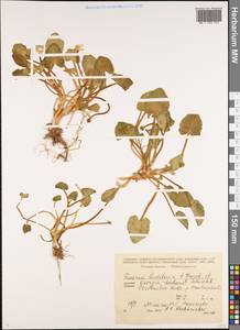 Чистяк калужницелистный Rchb., Кавказ, Грузия (K4) (Грузия)