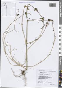 Лебеда раскидистая L., Восточная Европа, Московская область и Москва (E4a) (Россия)