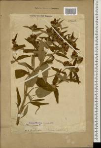 Зопник колючий (Willd.) Maire ex DeFilipps, Кавказ, Грузия (K4) (Грузия)