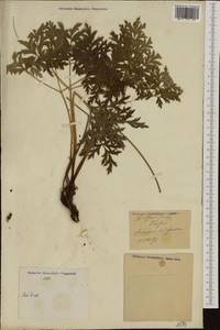 Pulsatilla alpina subsp. apiifolia (Scop.) Nyman, Западная Европа (EUR) (Италия)