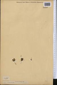 Лужница водяная L., Средняя Азия и Казахстан, Муюнкумы, Прибалхашье и Бетпак-Дала (M9) (Казахстан)