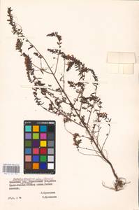 MHA 0 161 926, Зубчатка обыкновенная Moench, Восточная Европа, Белоруссия (E3a) (Белоруссия)