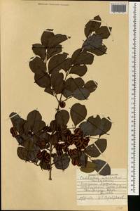 Combretum micranthum G. Don, Африка (AFR) (Мали)