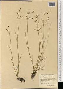 Ситник альпийскочленистый Chaix, Монголия (MONG) (Монголия)