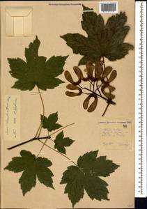 Acer heldreichii subsp. trautvetteri (Medw.) A.E.Murray, Кавказ, Ставропольский край, Карачаево-Черкесия, Кабардино-Балкария (K1b) (Россия)
