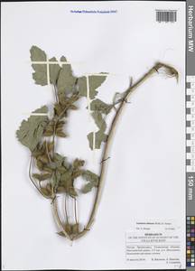 Xanthium orientale var. albinum (Widder) Adema & M. T. Jansen, Восточная Европа, Средневолжский район (E8) (Россия)