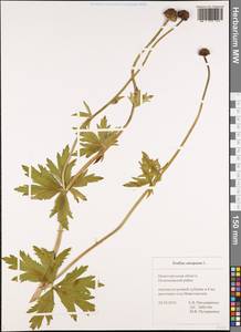 Купальница европейская L., Восточная Европа, Волжско-Камский район (E7) (Россия)