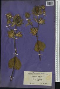 Eryngium alpinum L., Западная Европа (EUR) (Босния и Герцеговина)