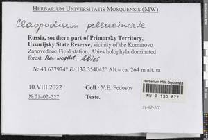 Claopodium pellucinerve (Mitt.) Best, Гербарий мохообразных, Мхи - Дальний Восток (без Чукотки и Камчатки) (B20) (Россия)