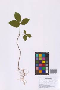 Вязовник трехлисточковый, Птелея трехлисточковая L., Восточная Европа, Московская область и Москва (E4a) (Россия)