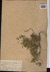 Чабрец Кочи Boiss. & Hohen., Средняя Азия и Казахстан, Западный Тянь-Шань и Каратау (M3) (Казахстан)