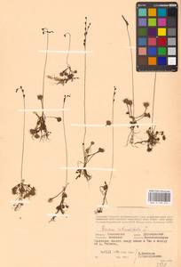 Росянка круглолистная L., Восточная Европа, Западный район (E3) (Россия)