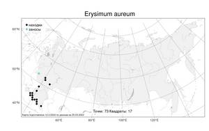 Erysimum aureum, Желтушник золотистый M.Bieb., Атлас флоры России (FLORUS) (Россия)