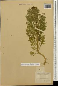 Дескурения Софии (L.) Webb ex Prantl, Кавказ, Азербайджан (K6) (Азербайджан)