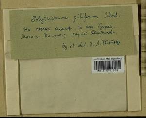 Polytrichum piliferum Hedw., Гербарий мохообразных, Мхи - Москва и Московская область (B6a) (Россия)